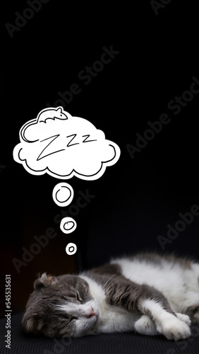 Cat dreams of mouse. Sleepy gray ang white cat on a black background. Vertical stories template