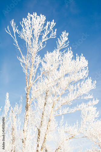 Принти на полотні Tree covered in hoar frost on cold winter morning