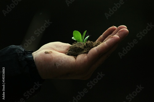 Plant in hand photo