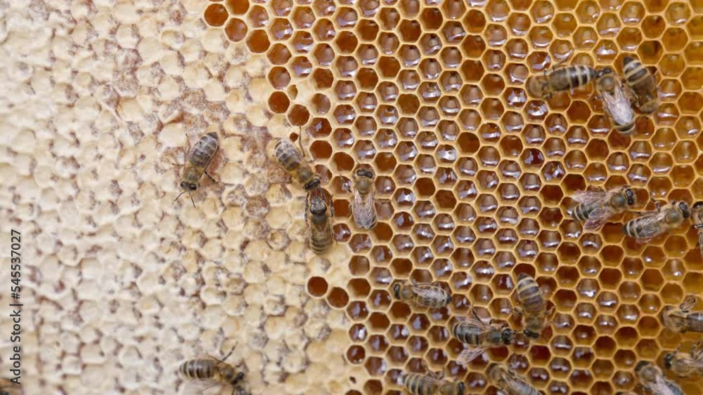 Bee making sweet honey macro shot. Nectar beekeeping insects working. Bee making sweet honey macro shot. Nectar beekeeping insects working.