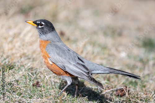 American robin on grass in early spring