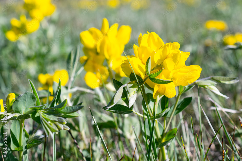 Fototapeta premium Yellow buffalo bean flower in meadow in summer