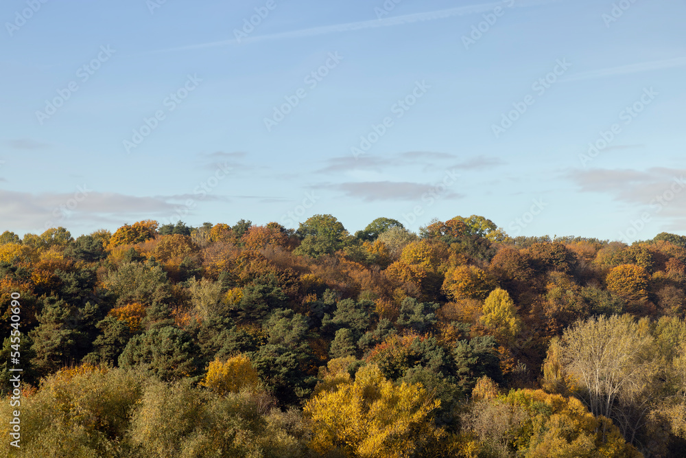 Beautiful trees in the autumn season with colorful foliage