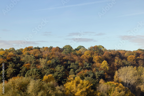 Beautiful trees in the autumn season with colorful foliage © rsooll