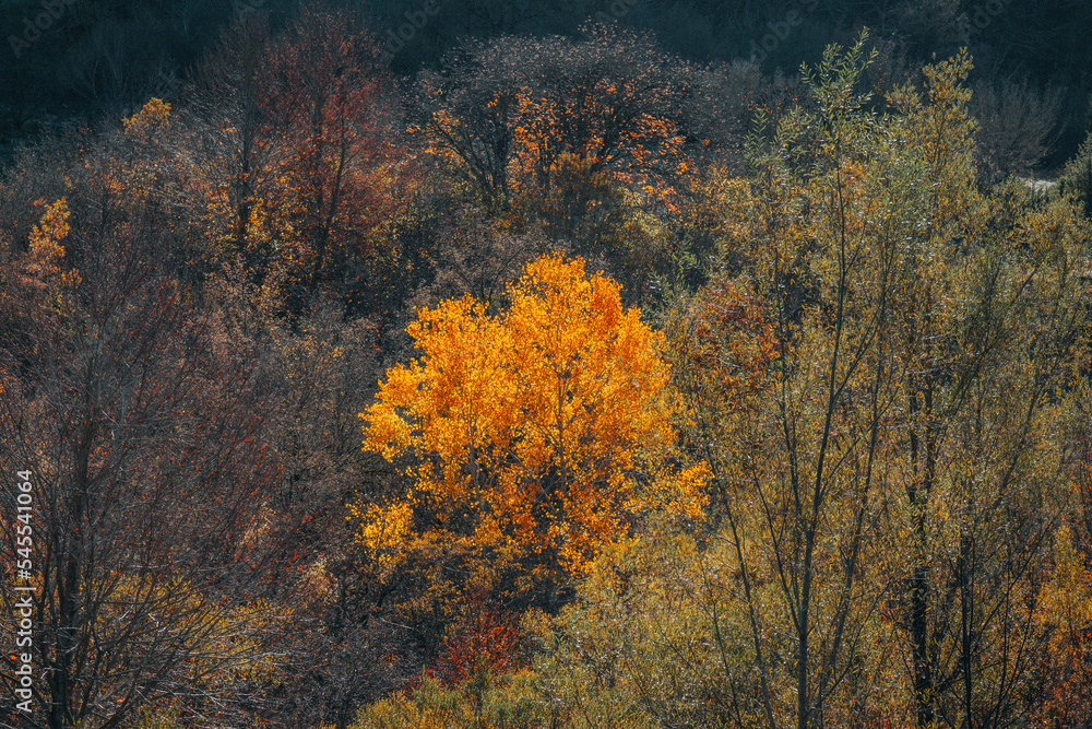 colorful autumn foliage Parco Nazionale Abruzzo Italy