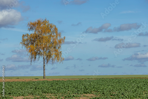 Wallpaper Mural Colored birch tree foliage in autumn Torontodigital.ca