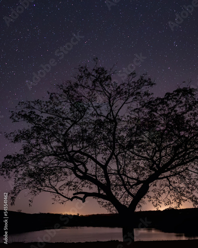 árvore em uma noite estrelada © Anderson Dantas