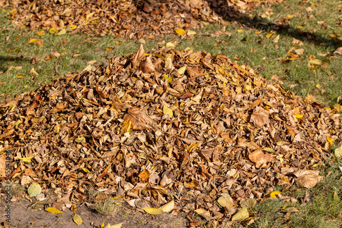 heaps with fallen leaves of trees in the autumn season