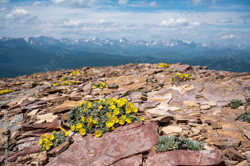 Yellow alpine flower growing on rocks, Table Mountain, Alberta photo