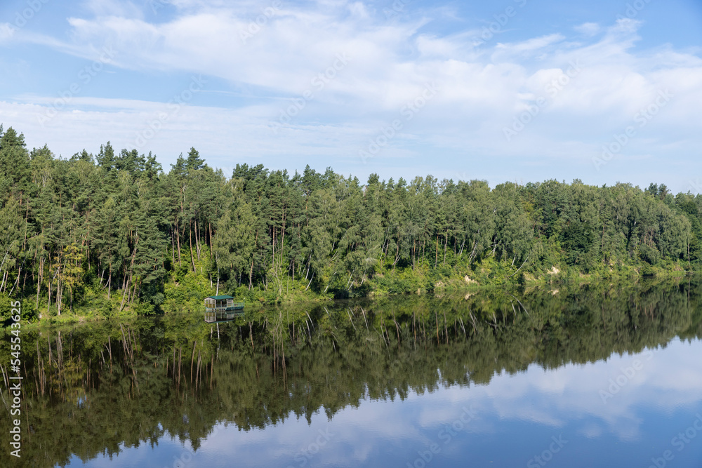 Trees in a mixed forest near the river in the summer season Trees in a mixed forest near the river in the summer season