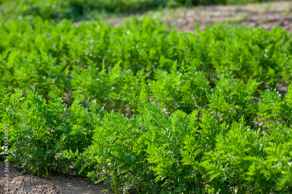 An agricultural field where a large number of carrots grow An agricultural field where a large number of carrots grow
