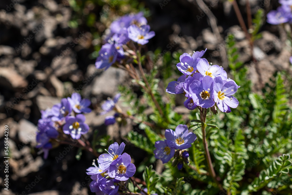 Jacob's ladder purple flower growing on mountain, Alberta, Canada Jacob's ladder purple flower growing on mountain, Alberta, Canada