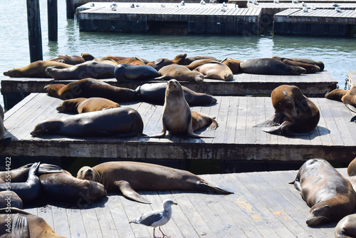 Photography Sea Lions at Pier 39 in San Francisco, CA.