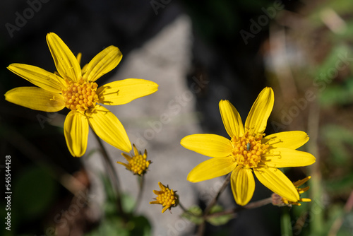Yellow Arnica flowers growing in mountains photo