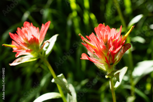 Red paintbrush flower in bloom, Rocky Mountains