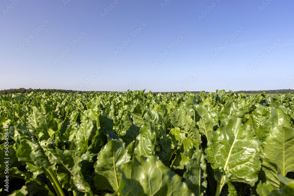 Growing beets in an agricultural field Growing beets in an agricultural field