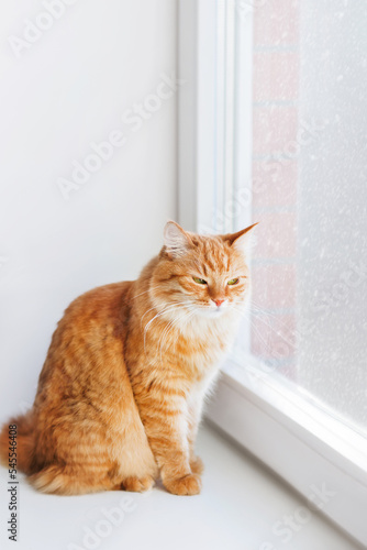 Ginger cat sits on windowsill. Fluffy pet at home while snow is falling outside. Good double-glazed windows makes home warm and comfort. White background with copy space.