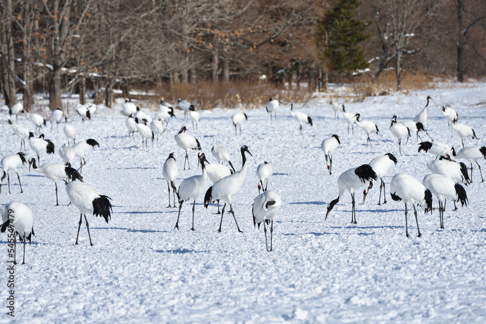 Obraz premium Bird watching, red-crowned crane, in winter