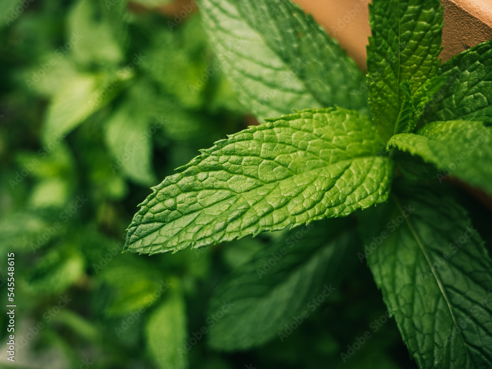 mint leaves in the garden mint leaves in the garden