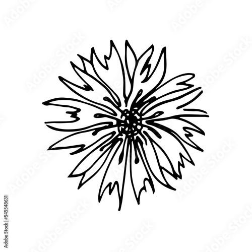 wild flowers, dooddle, lineart, vector, illustration, hand drawing