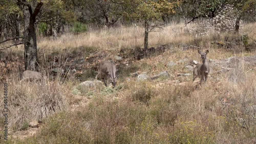 Deer in one of the forests of Mexico, in the state of Querétaro. Feeding on grass in a herd on a cool morning. Deer in one of the forests of Mexico, in the state of Querétaro. Feeding on grass in a herd on a cool morning.