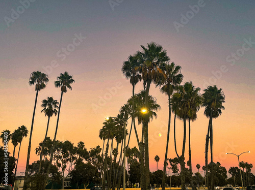 palm trees at sunset