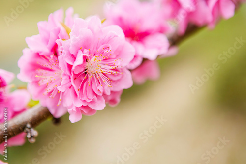 桃の花のクローズアップ © 田村広充