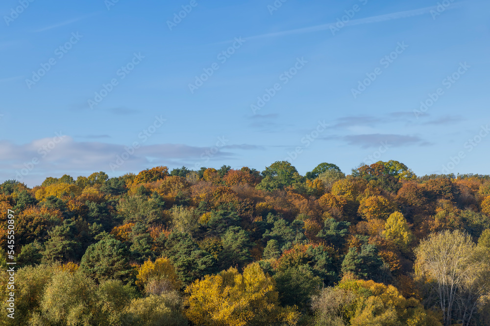 Mixed forest in the autumn season with different deciduous trees Mixed forest in the autumn season with different deciduous trees
