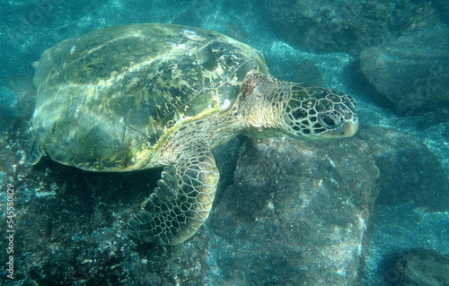 Green Sea Turtle, Maui Hawaii