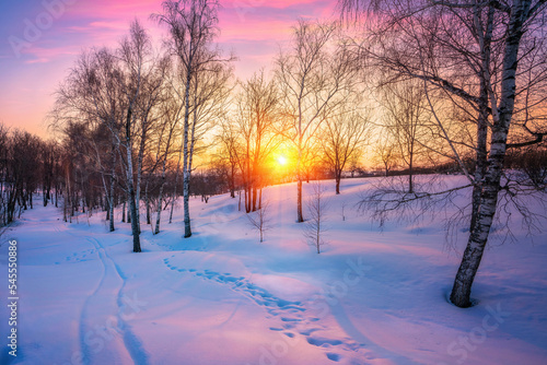 Red sunset in winter forest