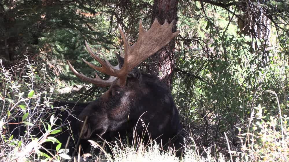 Bull Moose During the Rut in Wyoming in Autumn Bull Moose During the Rut in Wyoming in Autumn