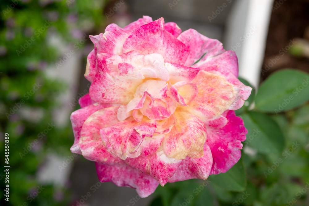 A rose blooming A rose blooming