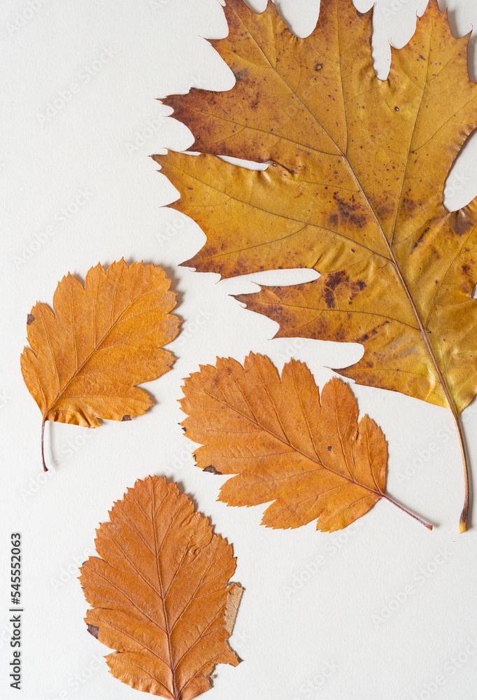 Fototapeta premium background with autumn leaves
