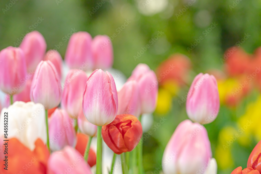 Colorful tulips in the garden with freshness