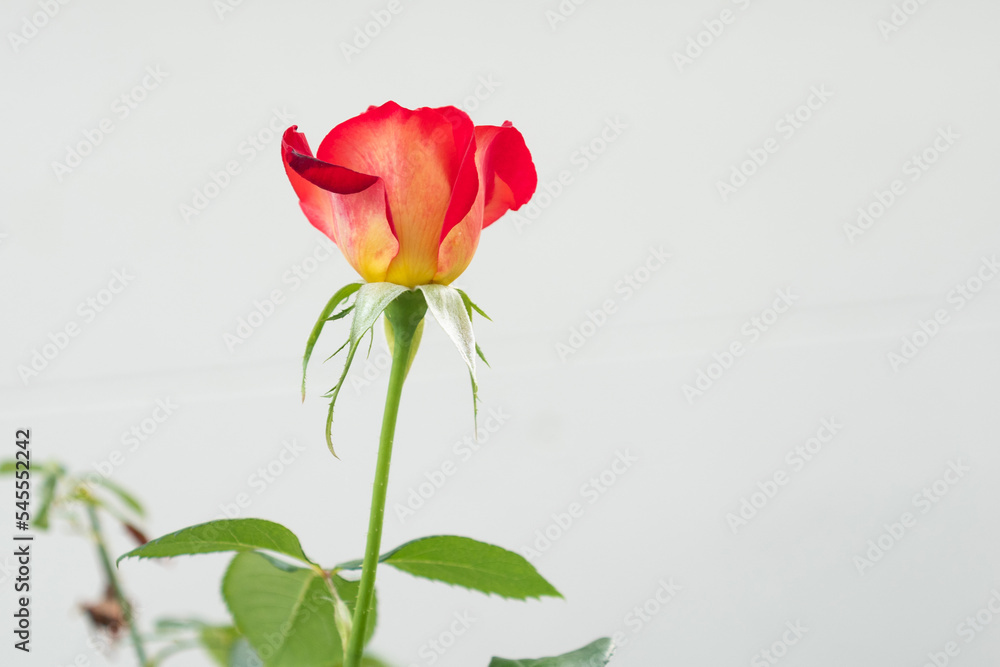 Fresh red rose isolated Fresh red rose isolated