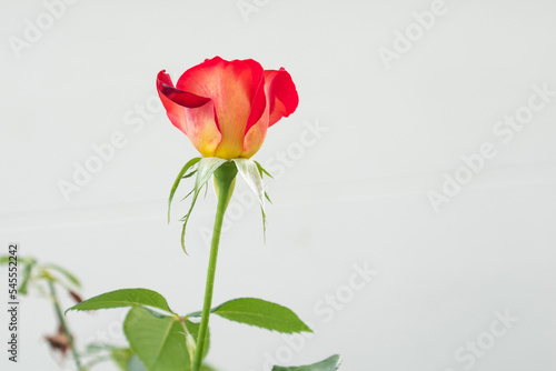 Fresh red rose isolated