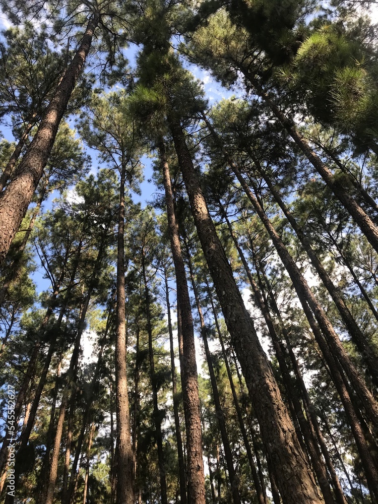 Fototapeta premium trees in the forest