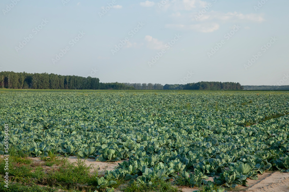 An agricultural field where white cabbage is grown
