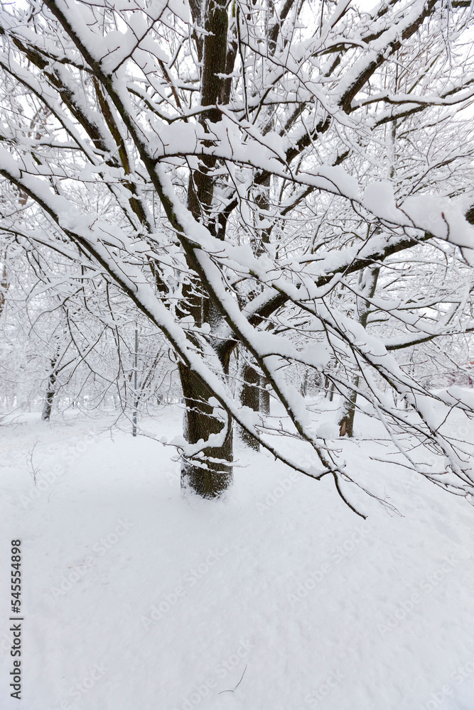 Fototapeta premium Deciduous trees in the snow in winter
