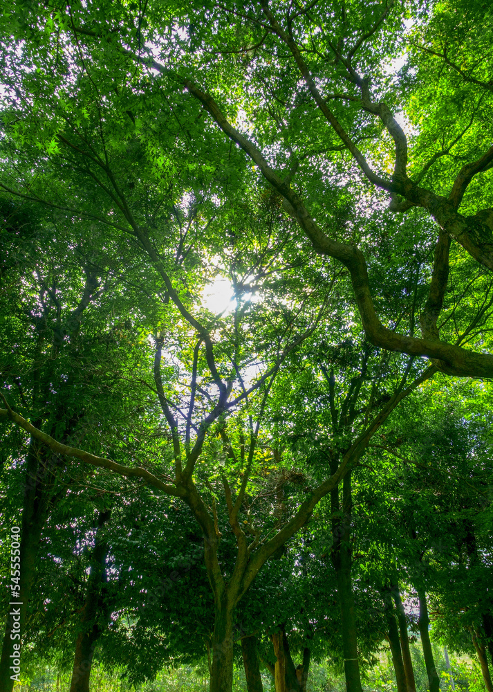 Fototapeta premium 森#1