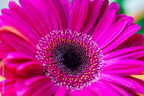 pink gerber daisy close up