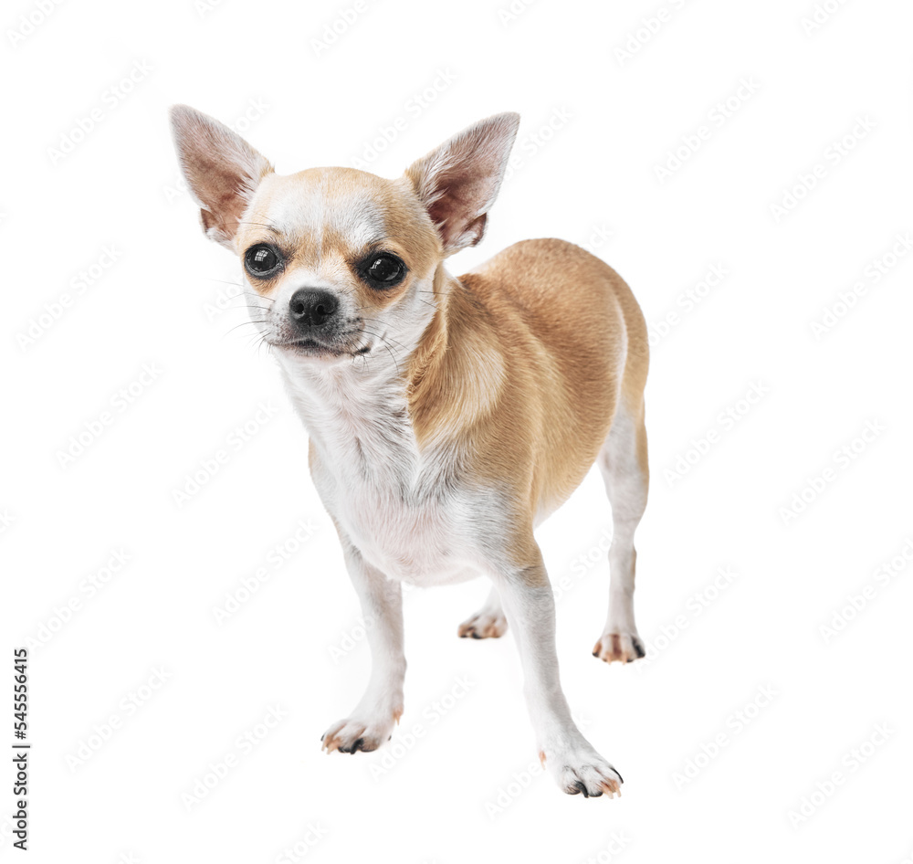 Beautiful and cute white and brown mexican chihuahua dog over isolated background. Studio shoot of purebreed miniature chihuahua puppy.