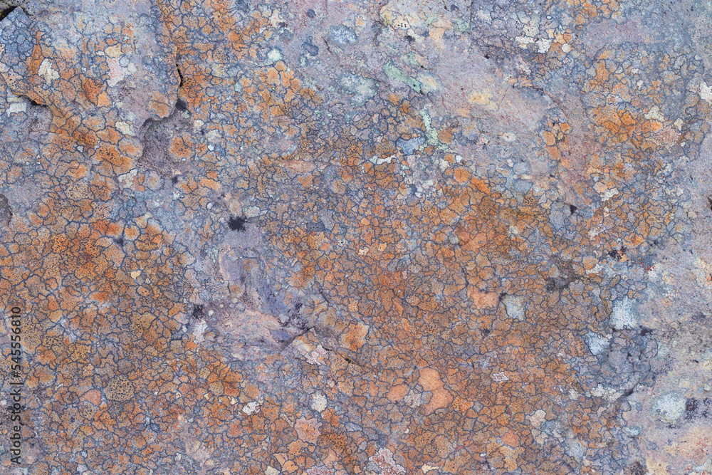 Orange lichen on rock, abstract details of organic structure, background Orange lichen on rock, abstract details of organic structure, background