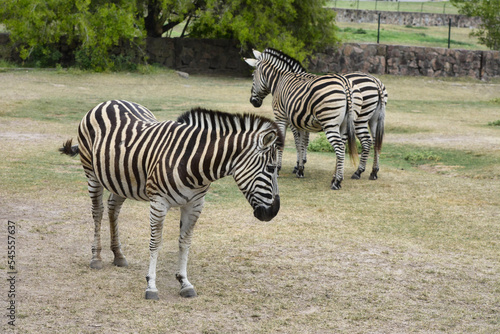 zebra in wild  nature and wildlife