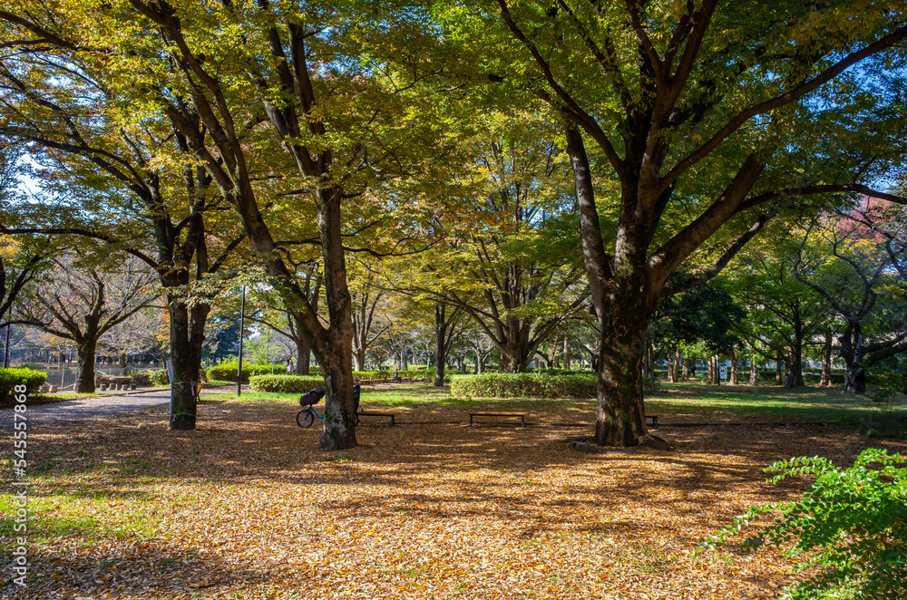 Fototapeta premium 東京の和田堀公園