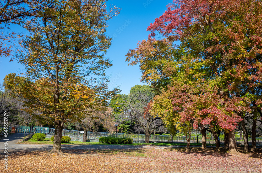 Naklejka premium 東京の和田堀公園