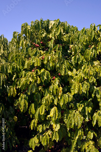 planta de caf{e photo