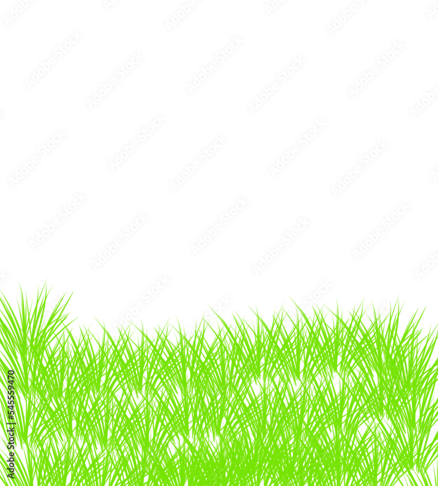 Fototapeta premium green grass isolated on white