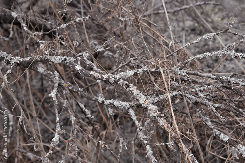 Dry branches of the tree covered with lichen. Rods, fallen timber background. High quality photo