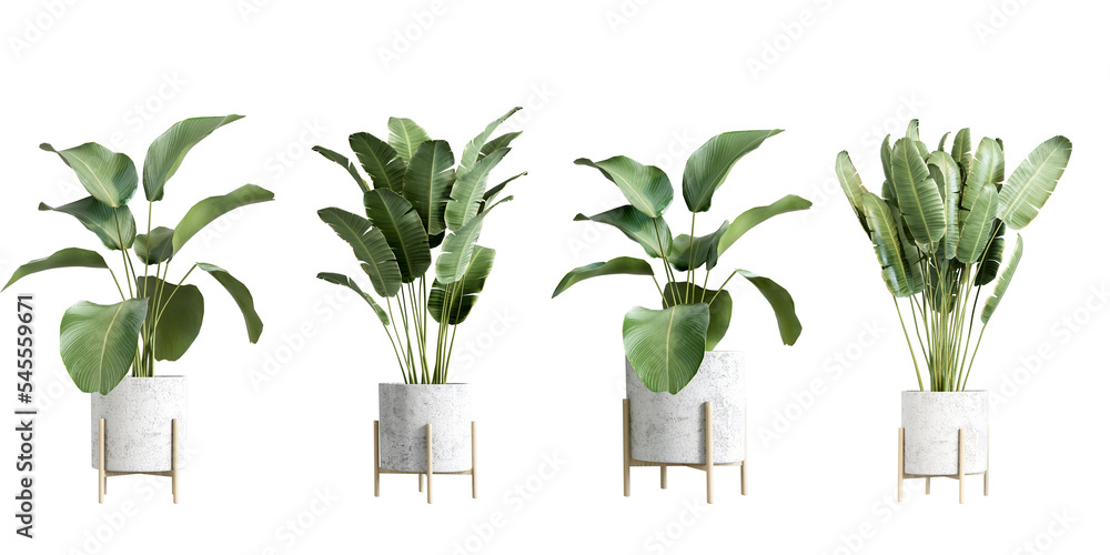 plant in a vase isolated on white - obrazy, fototapety, plakaty 